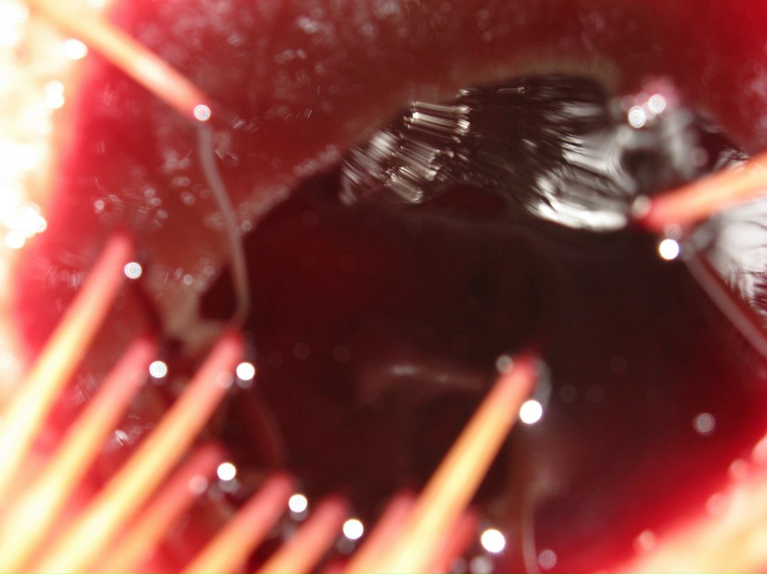 Cucumber Jam фотография #29