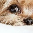 Марія Кобзар фотография #31 (источник - https://vk.com/id96067224)