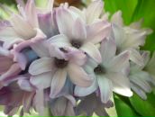 Фотография Шатуновой Олеси