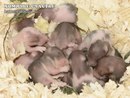 Діана Береза фотография #26 (источник - https://vk.com/id153738983)