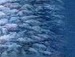 Андрій Мельник фотография #11 (источник - https://vk.com/id149066941)