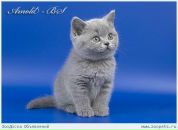 Фотография Василькова Никиты