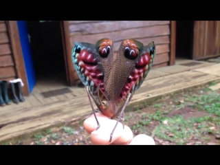 Amazing Grasshopper
