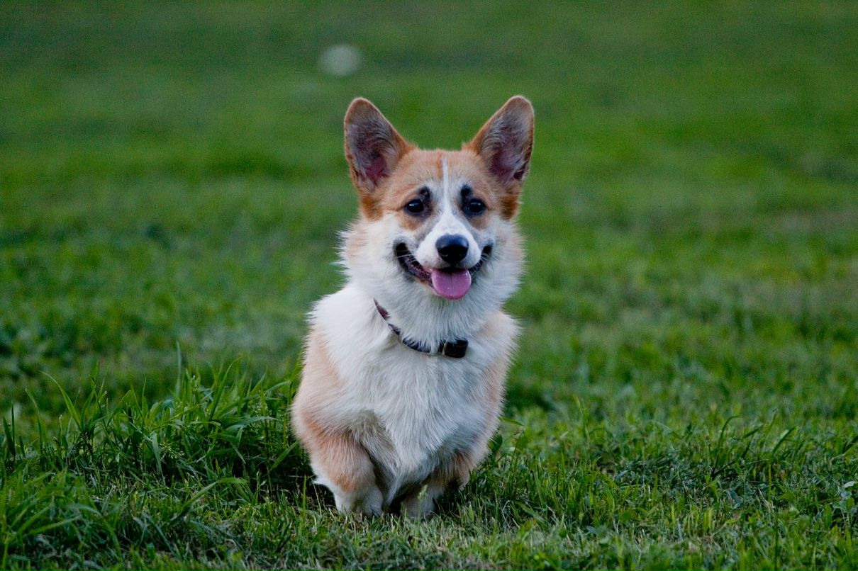 Александр Пушаков фотография #18