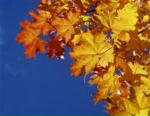 Фотография Zapara Елены