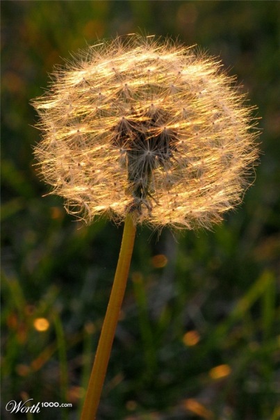 Mario Super фото №31