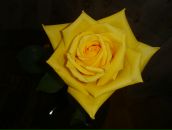 Фотография Федотовой Татьяны