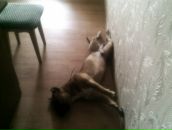 Джек Ценкін фотография #17 (источник - https://vk.com/id100363511)