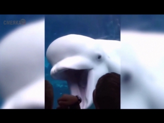 Приколы декабрь 2016 №253