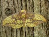 Muddy Lady фотография #31 (источник - https://vk.com/id4768656)