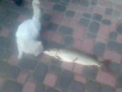 Ігор Войтович фотография #19 (источник - https://vk.com/id55374440)