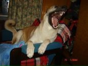 Фотография Шитоффа Славика