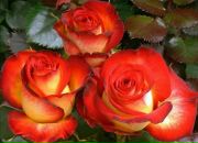 Іван Руднік фотография #30 (источник - https://vk.com/id113826045)