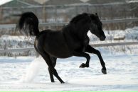 Princess ....ᵀᴹ фотография #7 (источник - https://vk.com/id98658294)