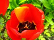 Сергій Хеміч фотография #36 (источник - https://vk.com/id11054151)