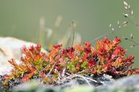 Nick N фотография #49 (источник - https://vk.com/id16209708)