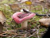 Фотография Соловьевой Инны