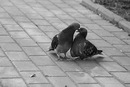 Ірина Байбула фотография #31 (источник - https://vk.com/id131510087)