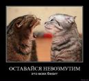 Роман Платко фотография #23 (источник - https://vk.com/id71472194)