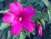 Олександра Іванюк фотография #38 (источник - https://vk.com/id79051182)