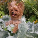 Віта Сміх фотография #6 (источник - https://vk.com/id105210766)