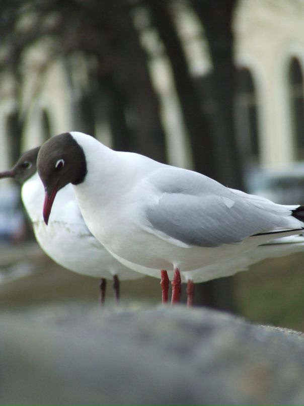 Дмитрий Дмитриченко фотография #34