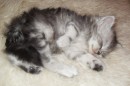 Кот Салтыков фотография #7 (источник - https://vk.com/id82408447)