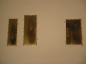 Анна Соскина фотография #2 (источник - https://vk.com/id1592011)