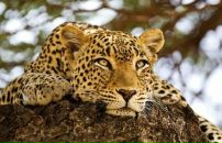 Фотография Коваленко Оленьки