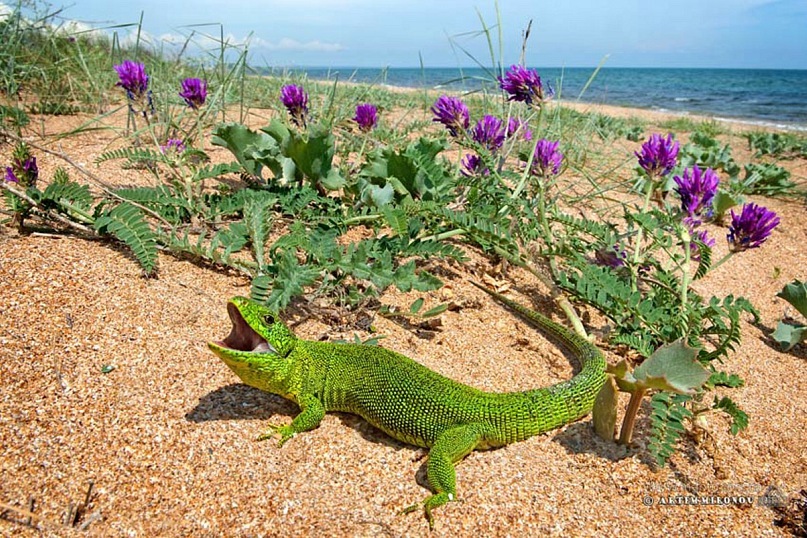 Любовь Деева фотография #13