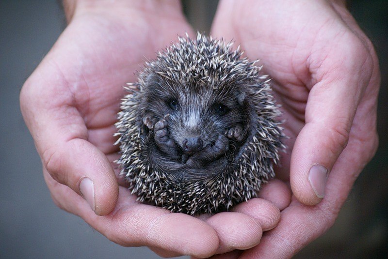 Антон Елгин фотография #3