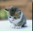 Світлана Дацюк фотография #34 (источник - https://vk.com/id21896382)