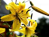 Фотография Семиковой Ольги