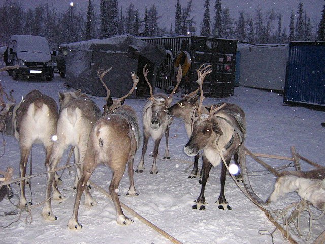 Сергей Розе фотография #35