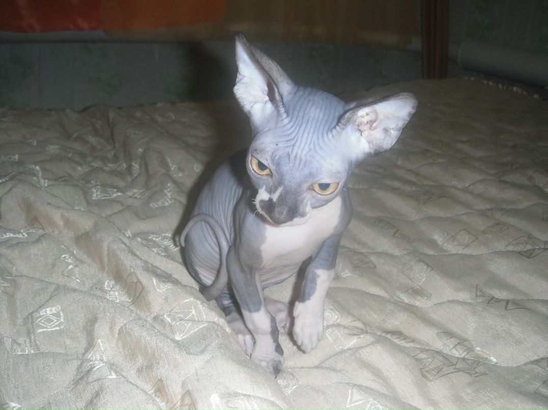 Андрей Коморов фотография #18