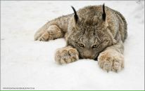 Фотография Гайдаровой Юлии