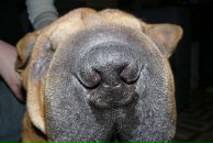 Вікторія Коновалова фотография #25 (источник - https://vk.com/id6727048)