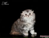 Фотография Решетниковой Ирины